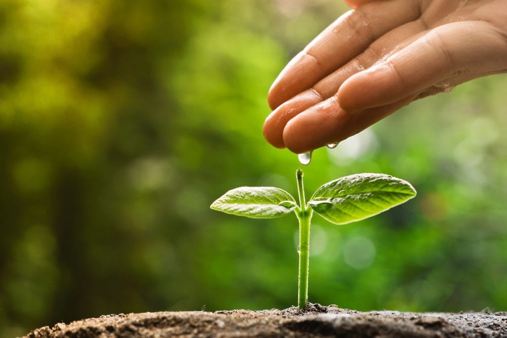 bigstock-growing-young-plant-97899872-sw