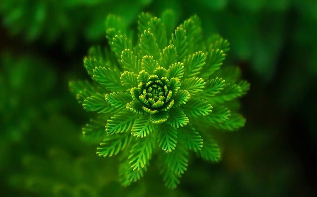 fern-821293-sw