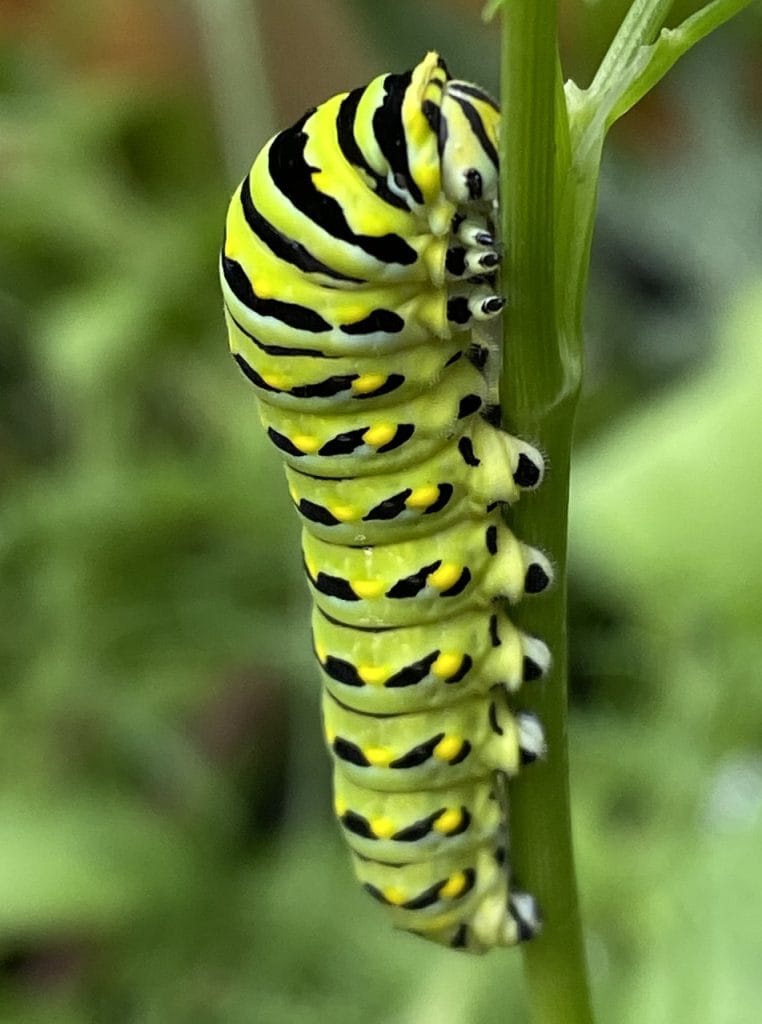 black swallowtail caterpillar, caterpillar, insect, bug, nature, plant, stem, markings, camouflage, entomology