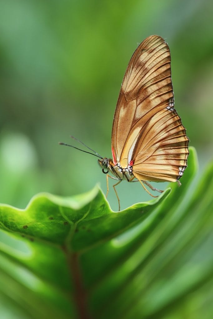 butterfly, insect, leaf, nature, green, green nature, green butterfly, green natural, nature, nature, nature, nature, nature, green, green nature